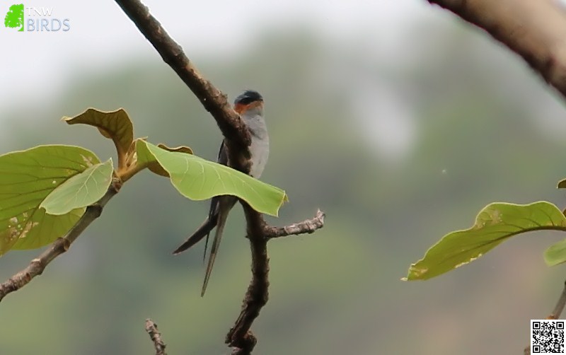 Crested Treeswift